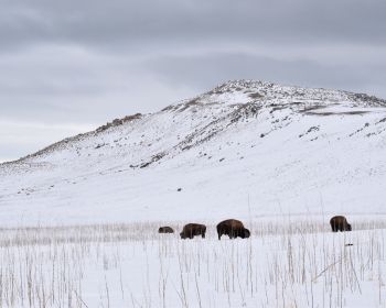 Antelope Island State Park, Utah, USA, bison Wallpaper 1280x1024