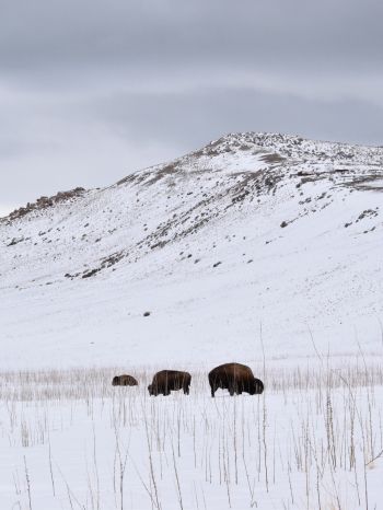 Antelope Island State Park, Utah, USA, bison Wallpaper 2048x2732