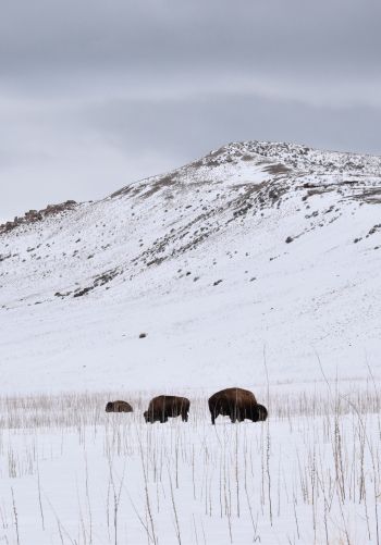 Antelope Island State Park, Utah, USA, bison Wallpaper 1668x2388
