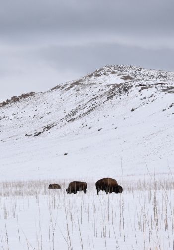 Antelope Island State Park, Utah, USA, bison Wallpaper 1640x2360