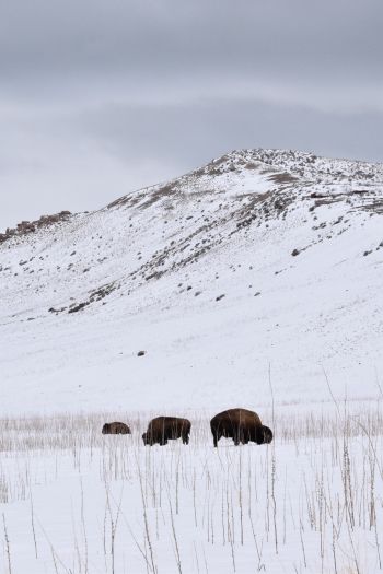 Antelope Island State Park, Utah, USA, bison Wallpaper 640x960