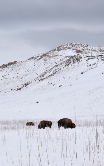 Antelope Island State Park, Utah, USA, bison Wallpaper 1752x2800