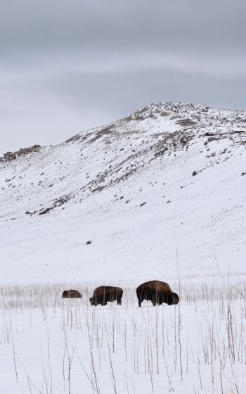 Antelope Island State Park, Utah, USA, bison Wallpaper 1200x1920