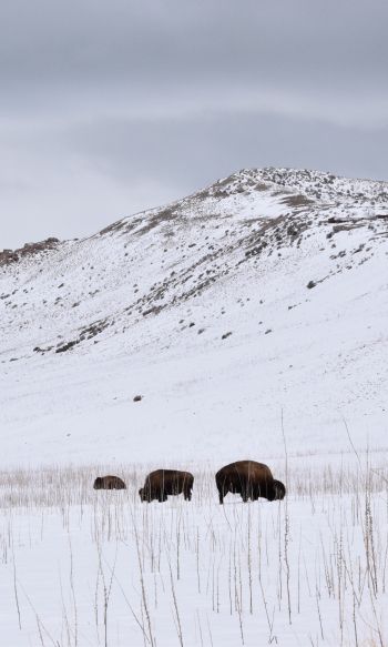 Antelope Island State Park, Utah, USA, bison Wallpaper 1200x2000