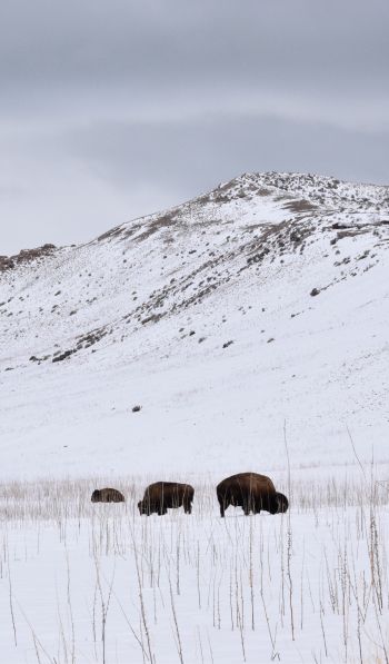 Antelope Island State Park, Utah, USA, bison Wallpaper 600x1024