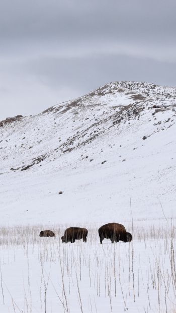 Обои 640x1136 Государственный парк острова Антилопы, Юта, США, бизоны