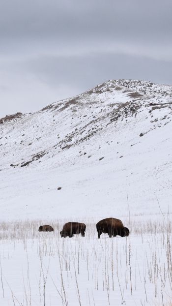 Обои 1440x2560 Государственный парк острова Антилопы, Юта, США, бизоны