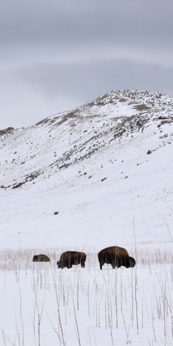 Antelope Island State Park, Utah, USA, bison Wallpaper 720x1440