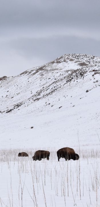Antelope Island State Park, Utah, USA, bison Wallpaper 1440x2960