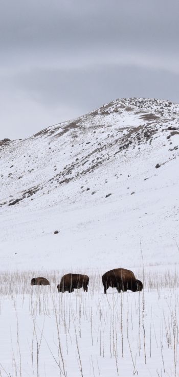 Antelope Island State Park, Utah, USA, bison Wallpaper 1440x3040