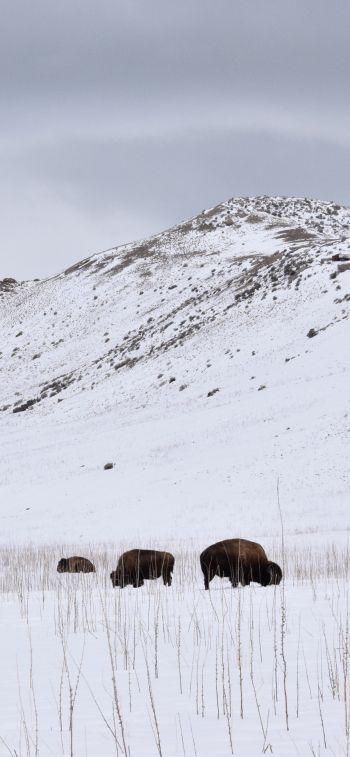 Antelope Island State Park, Utah, USA, bison Wallpaper 1125x2436