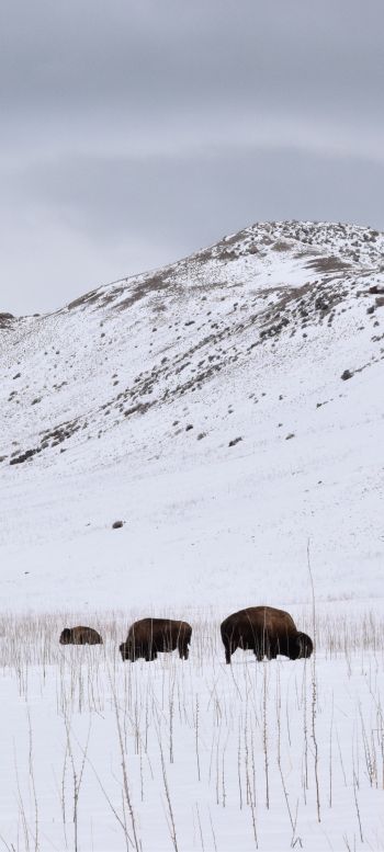 Antelope Island State Park, Utah, USA, bison Wallpaper 1080x2400