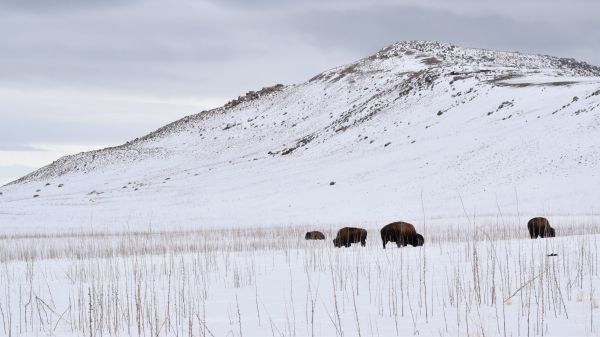 Antelope Island State Park, Utah, USA, bison Wallpaper 1280x720