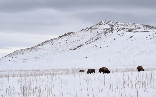 Antelope Island State Park, Utah, USA, bison Wallpaper 2560x1600
