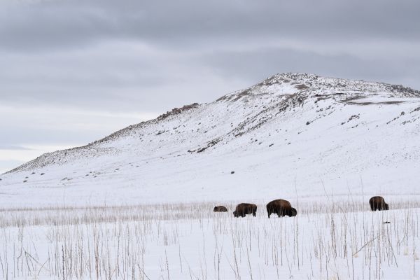 Antelope Island State Park, Utah, USA, bison Wallpaper 6000x4000