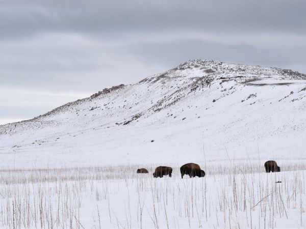 Antelope Island State Park, Utah, USA, bison Wallpaper 1024x768
