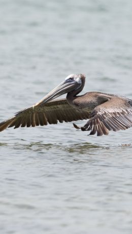 pelican, wild nature, water Wallpaper 1440x2560