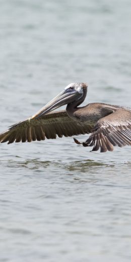 pelican, wild nature, water Wallpaper 720x1440