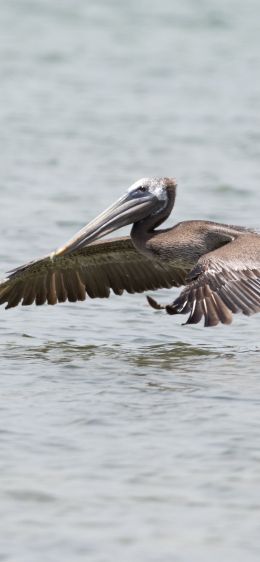 pelican, wild nature, water Wallpaper 828x1792