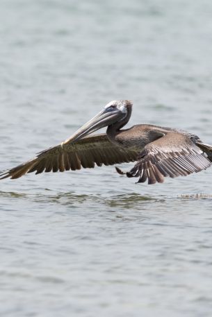 pelican, wild nature, water Wallpaper 640x960