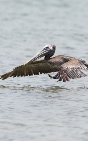 pelican, wild nature, water Wallpaper 1752x2800