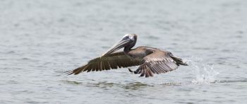 pelican, wild nature, water Wallpaper 2560x1080
