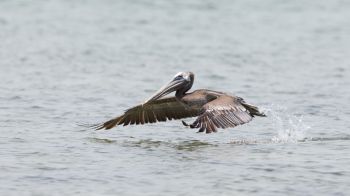 pelican, wild nature, water Wallpaper 2560x1440