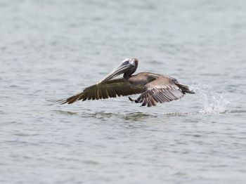 pelican, wild nature, water Wallpaper 1024x768