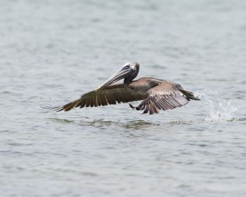 pelican, wild nature, water Wallpaper 1280x1024