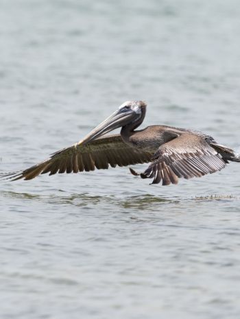 pelican, wild nature, water Wallpaper 1668x2224