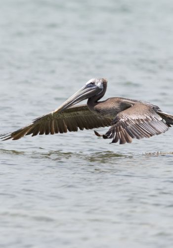pelican, wild nature, water Wallpaper 1668x2388