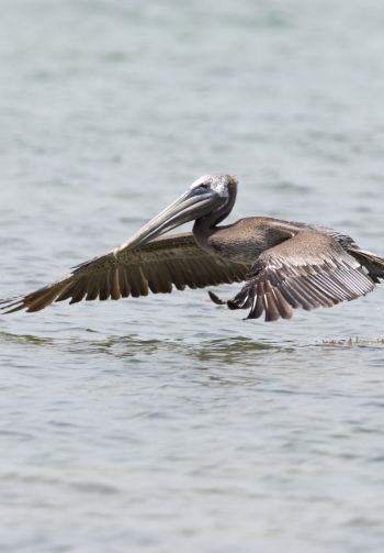 pelican, wild nature, water Wallpaper 1640x2360