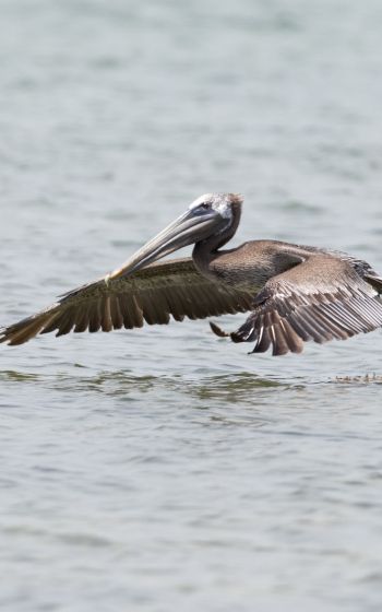 pelican, wild nature, water Wallpaper 1600x2560