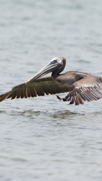 pelican, wild nature, water Wallpaper 640x1136