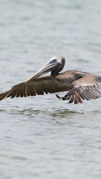 pelican, wild nature, water Wallpaper 750x1334