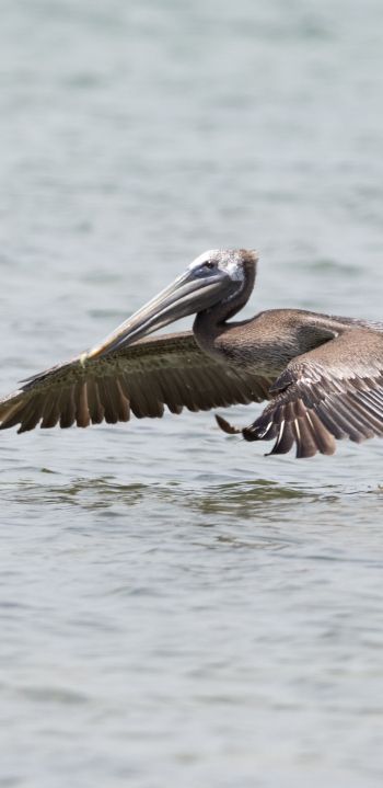 pelican, wild nature, water Wallpaper 1080x2220