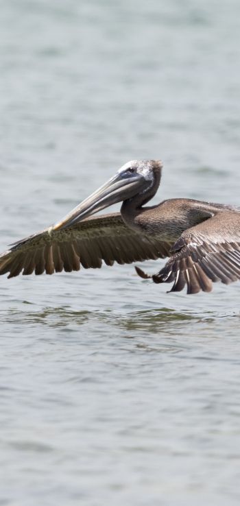 pelican, wild nature, water Wallpaper 1080x2280