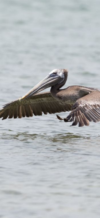 pelican, wild nature, water Wallpaper 1170x2532