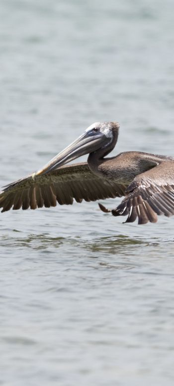 pelican, wild nature, water Wallpaper 1080x2400