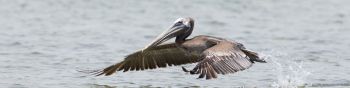 pelican, wild nature, water Wallpaper 1590x400