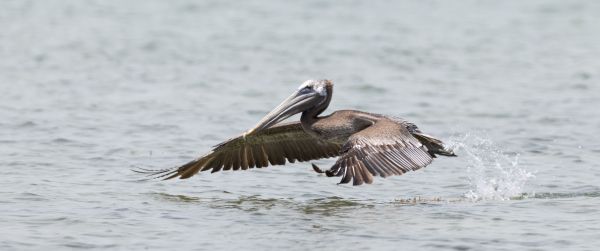 pelican, wild nature, water Wallpaper 3440x1440