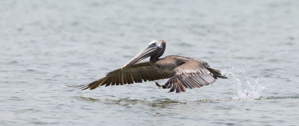 pelican, wild nature, water Wallpaper 2560x1080