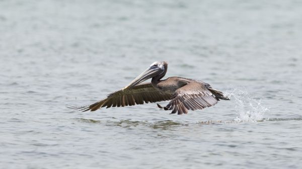 pelican, wild nature, water Wallpaper 2048x1152