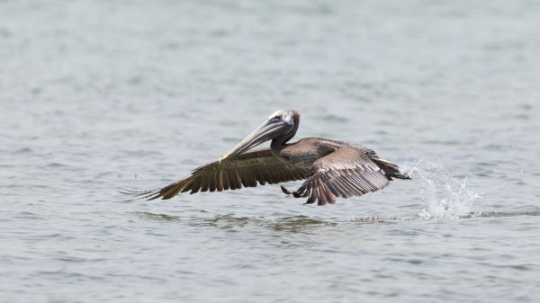 pelican, wild nature, water Wallpaper 1920x1080