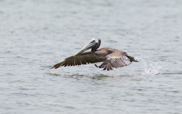 pelican, wild nature, water Wallpaper 2560x1600