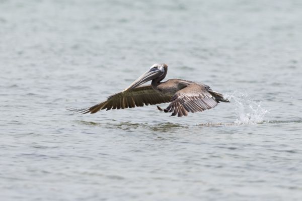 pelican, wild nature, water Wallpaper 4276x2852