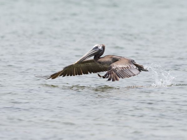 pelican, wild nature, water Wallpaper 800x600