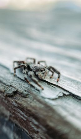 spider, insect, closeup Wallpaper 600x1024