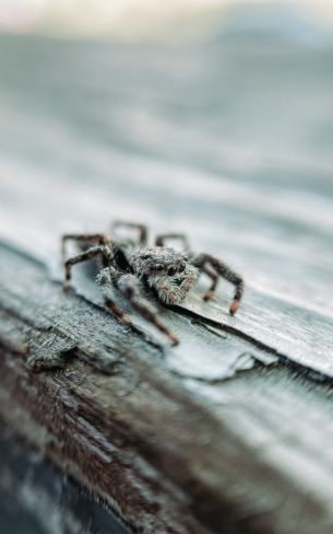 spider, insect, closeup Wallpaper 800x1280