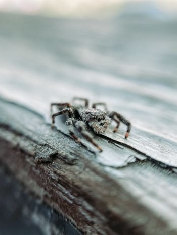 spider, insect, closeup Wallpaper 1620x2160